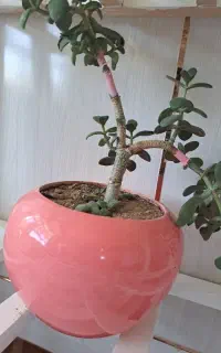 کالسکه