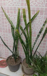 گل سالم و پر پاجوش