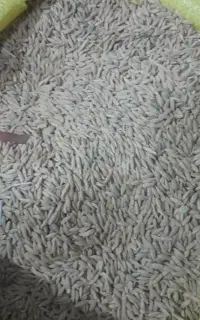 جو دیم