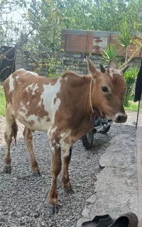 ورزاکوله چالوسی