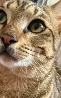 گربه