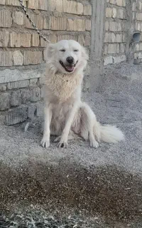 سگ..