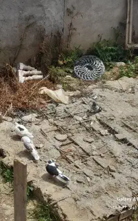 کفتر ارزان باهم را میام
