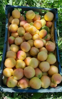 زردالو