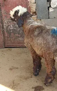 بره ماده