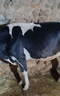 گاو