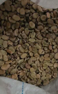 باقالا برای تخم