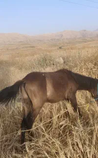 کره اسب نریان