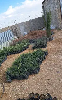 فروش انواع نهال زیتون وپسته