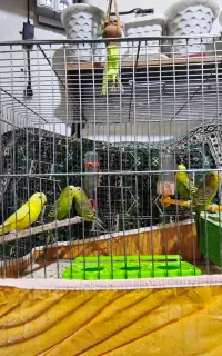 مرغ عشق