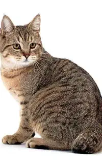 حیوان خانگی