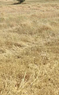کاه کلور جای گندم دیم