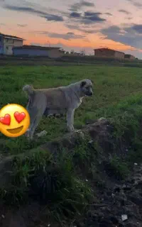 سگ ماده سرابی اصیل