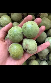گردومال سال گذشته