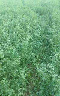 فروش یونجه تازه ساقه ریز پر گل و برگ سبز