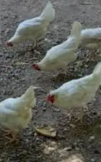 فروش مرغ سفیددونه ای۳۵۰تومان