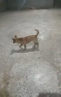 سگ پاکوتاه خشگل
