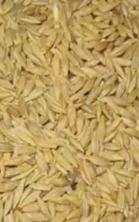 جو محلی