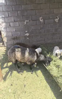 میش