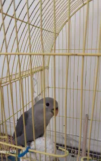 طوطی برزیلی