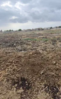 کود حیوانی