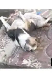 کالباس