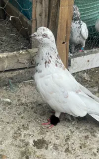 کبوتر