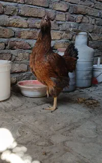 مرغ تخم گذاری