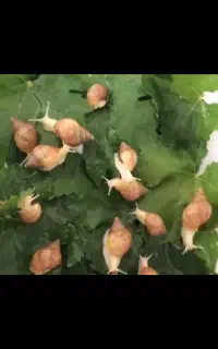 حلزون آجاتینا البینو