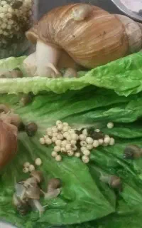 حلزون البینو مناسب برای پوست