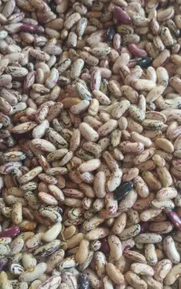 بذر پاک باقلا محلی