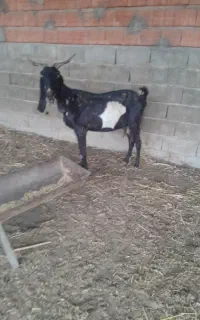 بز هیکل درشت جنس