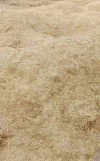 کاه گندم