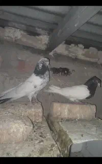 کبوتر
