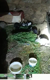 خرگوش خانه گی