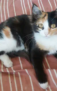 واگذاری گربه ماده ۵ ماهه
