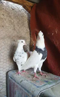نرماده
