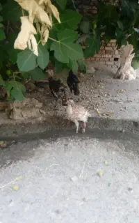 بوقلمون ۲عدد