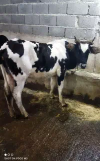 فروش یک راس گوساله ماده آث قیمت تعاونی