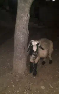 کاه
