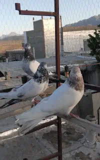 کبوتر کله دار