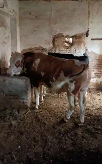 2راس گوساله  سیمینتال نر تخمی درجه یک