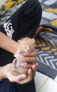 توله گربه