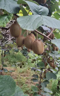 کیوی