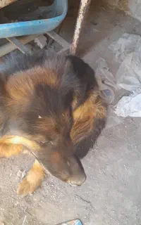واگذاری سگ ژرمن شیپر ماده