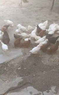 جوجه محلی