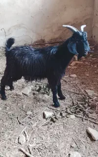 بزغاله نر  چاق چله خمیر