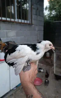 جوجه گلین ۳ ماهه یکماه نیم دیگه تخم میکنن سرحال