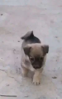 سگ پا کوتاه