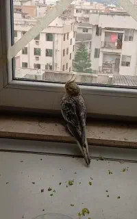 عروس هلندی گم شده